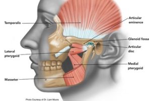 Diagram showing jaw muscles and joint structures.
