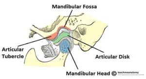 Cross-section of the TMJ showing the disk and joint surfaces.